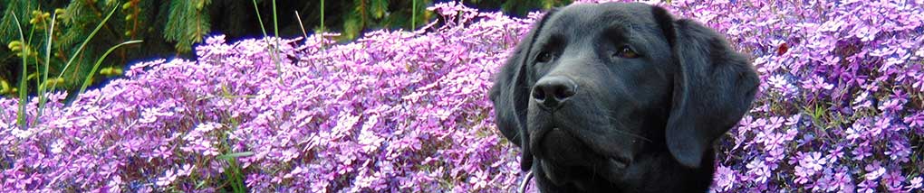 seeing eye dog, black lab with a purple flowers background