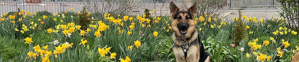 Kail, the seeing eye German Shepard sitting in a field of daffodils at Liberty state park 