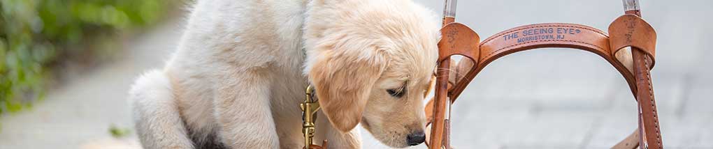 puppy sniffing a a seeing eye dog harness