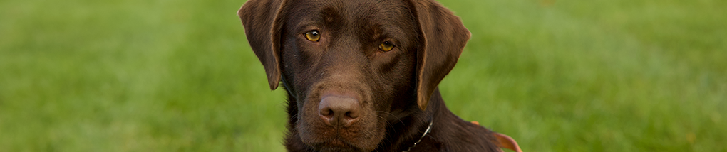 close up of a chocolate lab seeing eye dog sitting in a green grass field