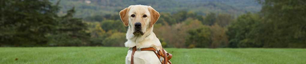 Seeing eye dog in a harness sitting in a green field