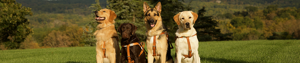 Four various breeds of seeing eye dogs sitting in a green field
