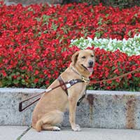 yellow lab with seeing eye harness sitting by red flowers