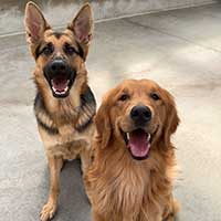 two dogs sitting, German Shepard and golden retriever