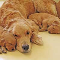 female dog with its puppies sleeping