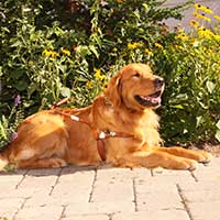 golden retriever seeing eye dog with a harness laying down