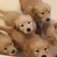 small puppies looking up