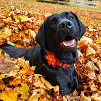 dog in a fall leaves outside