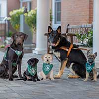 two big seeing eye dogs with a harness and 3 small puppies
