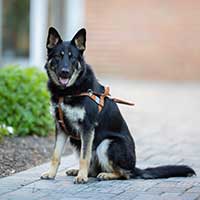 German Shepard seeing eye dog with a harness on