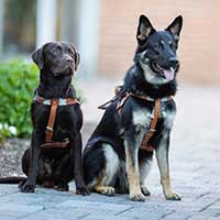 two seeing eye dogs, sitting with their harnesses on