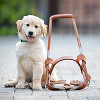 small puppy sitting next to a big seeing eye dog harness