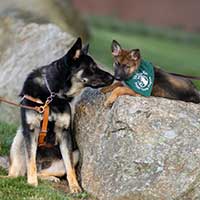 seeing eye dog sniffing a small puppy on a rock
