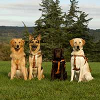 Four seeing eye dogs, with harnesses, different breeds sitting in a green field