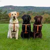 three seeing eye dogs with harnesses sitting in a green field