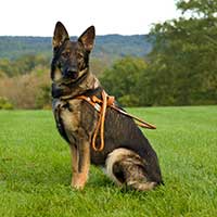 German Shepard seeing eye dog with a harness sitting in a green field