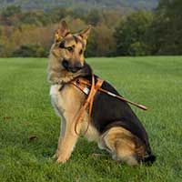German Shepard seeing eye dog sitting with his harness on in a green field