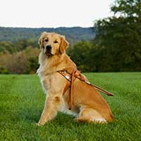 Golden Retriever seeing eye dog with a harness on sitting in a green field