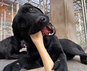 seeing eye dog playing with a toy bone