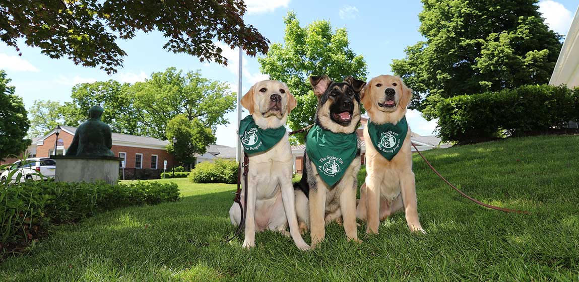 Three seeing eye dogs