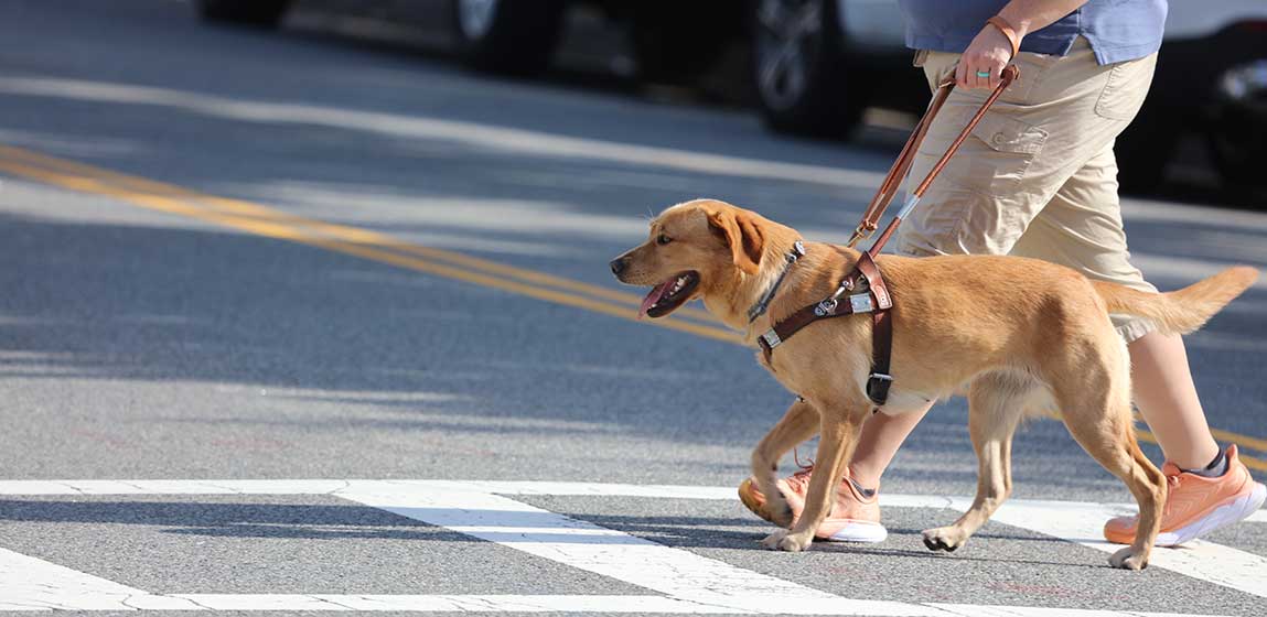 seeing eye dog with a visually impaired person crossing a street