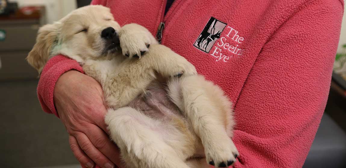 puppy sleeping in a staff of Seeing Eye dog's arms