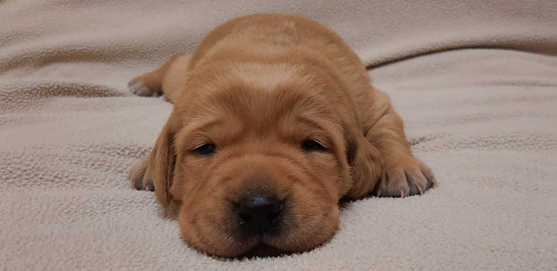 sleeping puppy