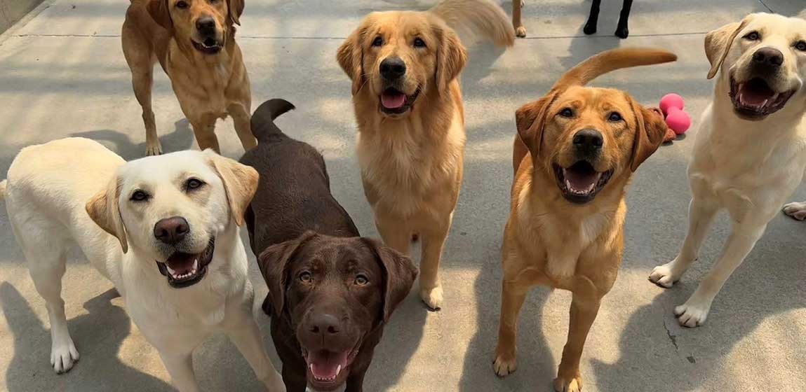 a group of dogs 