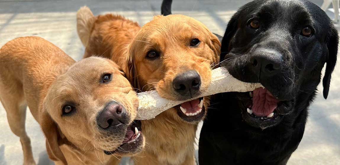 three dogs holding one bone