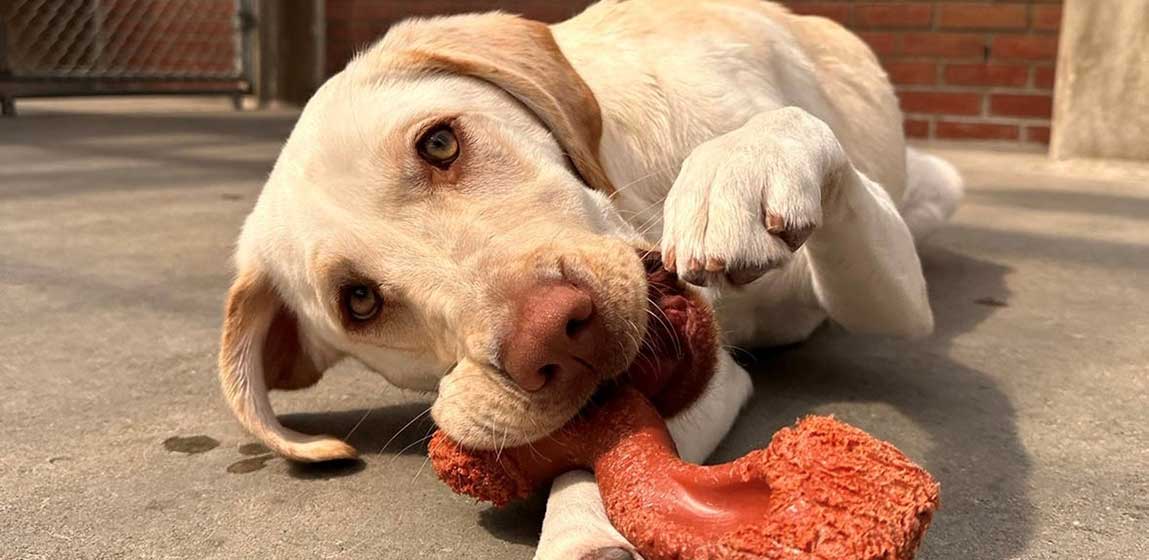 Dog playing with a chew toy