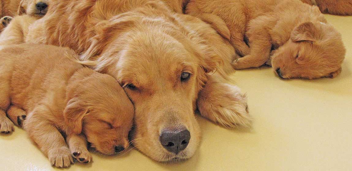 mom dog sleeping with her puppies