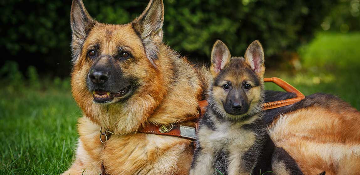 German Shepard seeing eye dog with a puppy