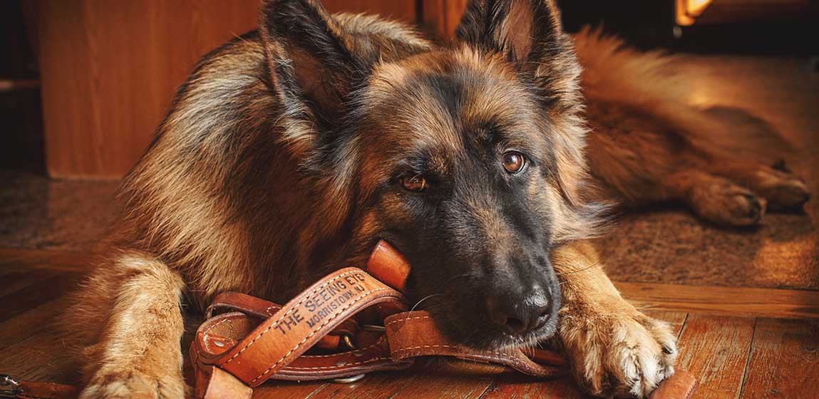 seeing eye dog, long haired German Shepard laying on a harness