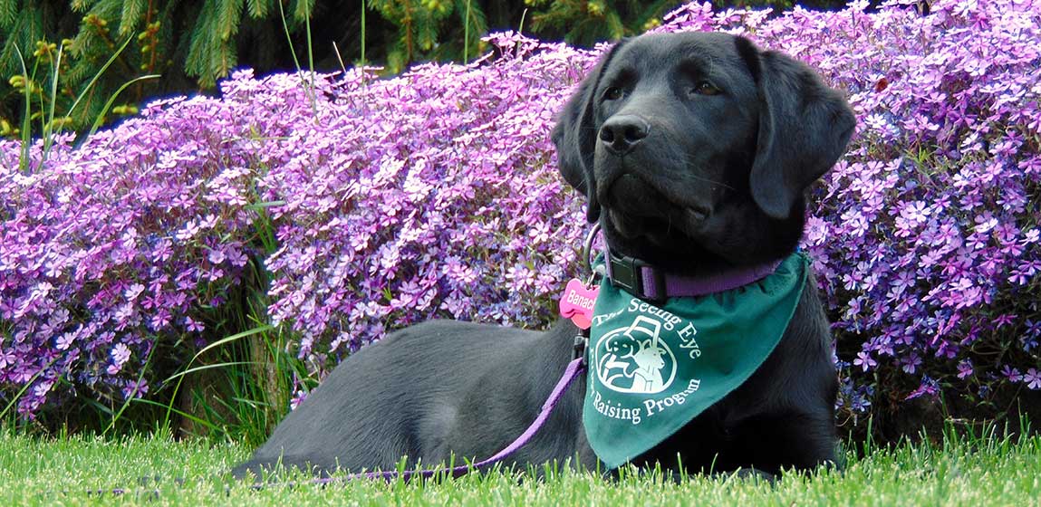 seeing eye dog, black lab with a purple flowers background