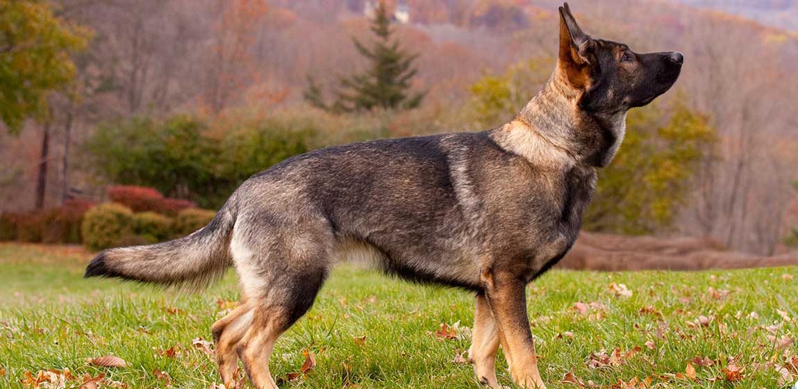 German Shepard seeing eye dog outside