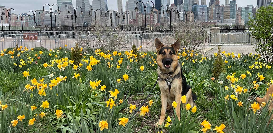 Kail, the seeing eye German Shepard sitting in a field of daffodils at Liberty state park 