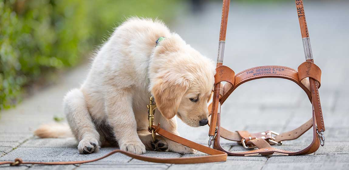 puppy sniffing a a seeing eye dog harness