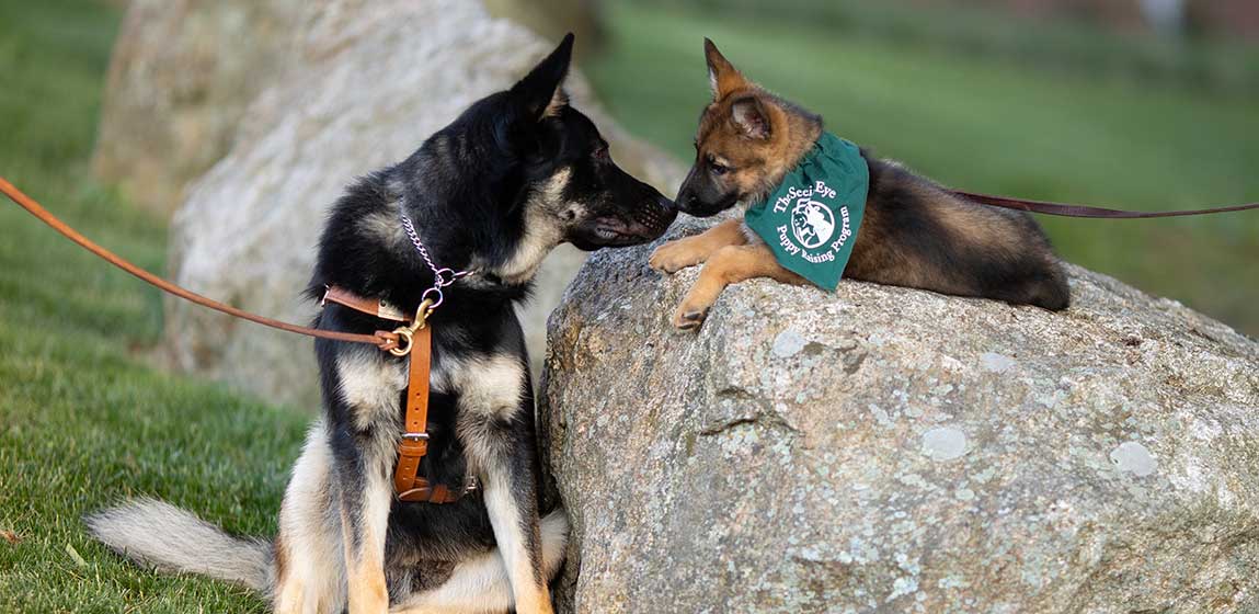 seeing eye dog with a puppy