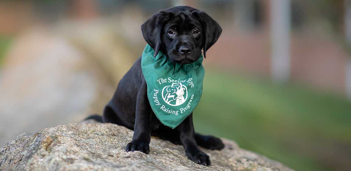 seeing eye dog small puppy