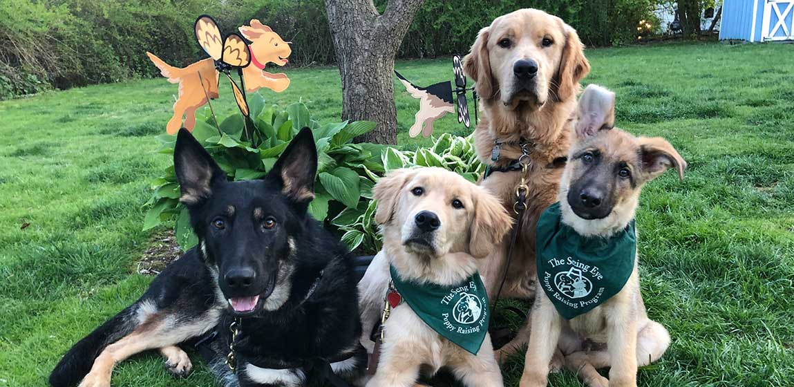 four seeing eye dogs 