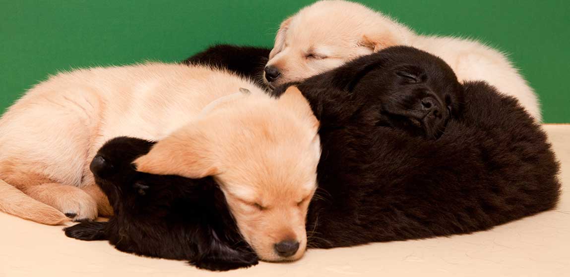 puppies sleeping