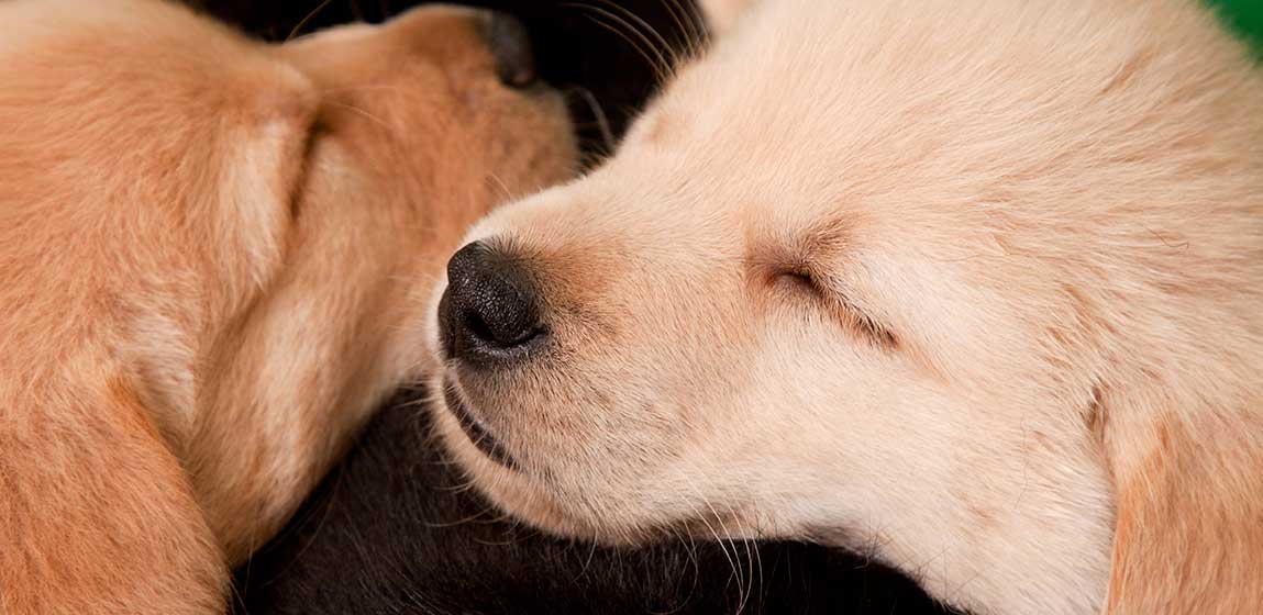 close up of two puppies sleeping