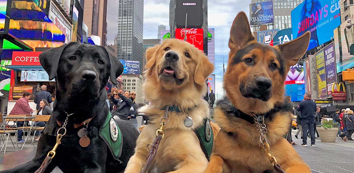 3 seeing eye dogs in a city