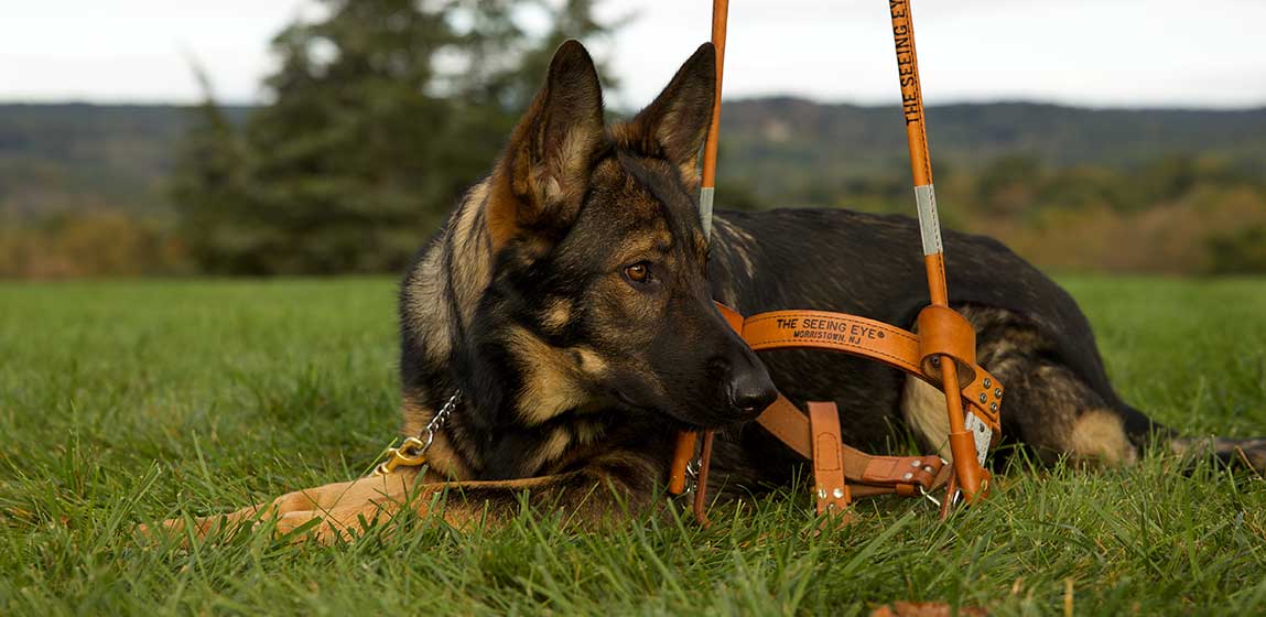 seeing eye dog laying in a grass field