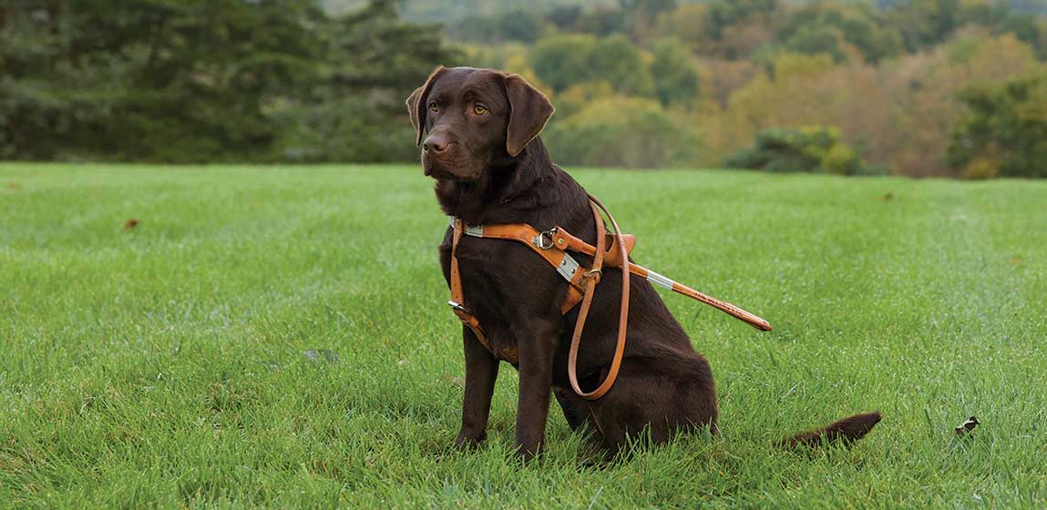 chocolate lab seeing eye dog sitting in a green field