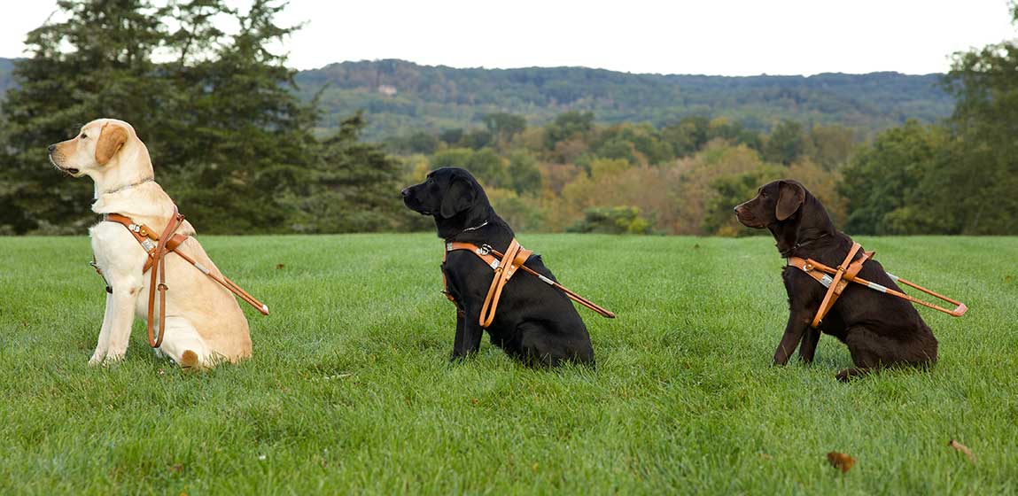 three seeing eye dogs sitting in a row one behind the other