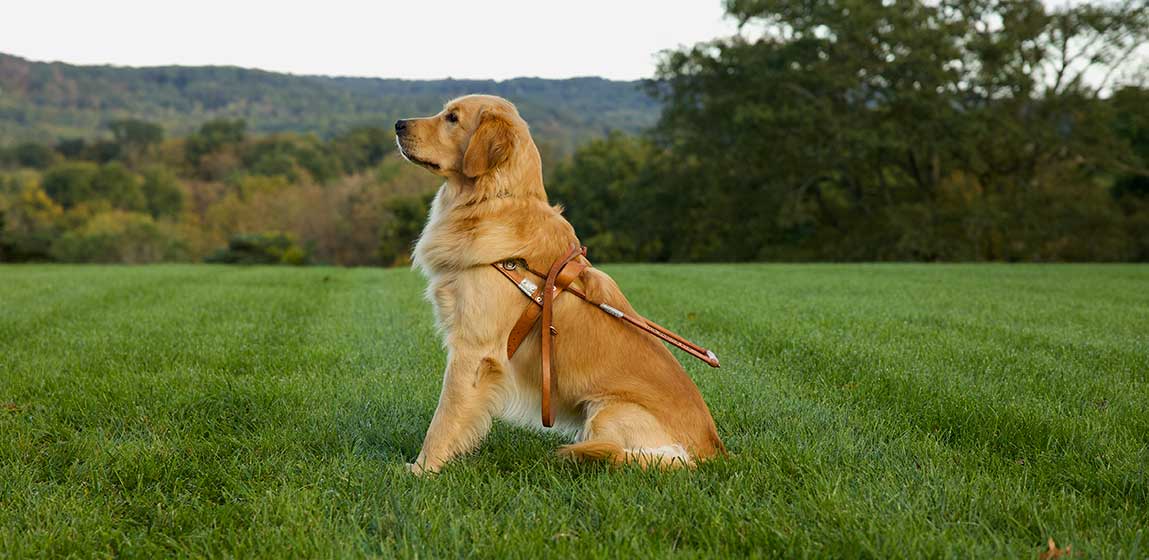 seeing eye dog, sitting in a green field 