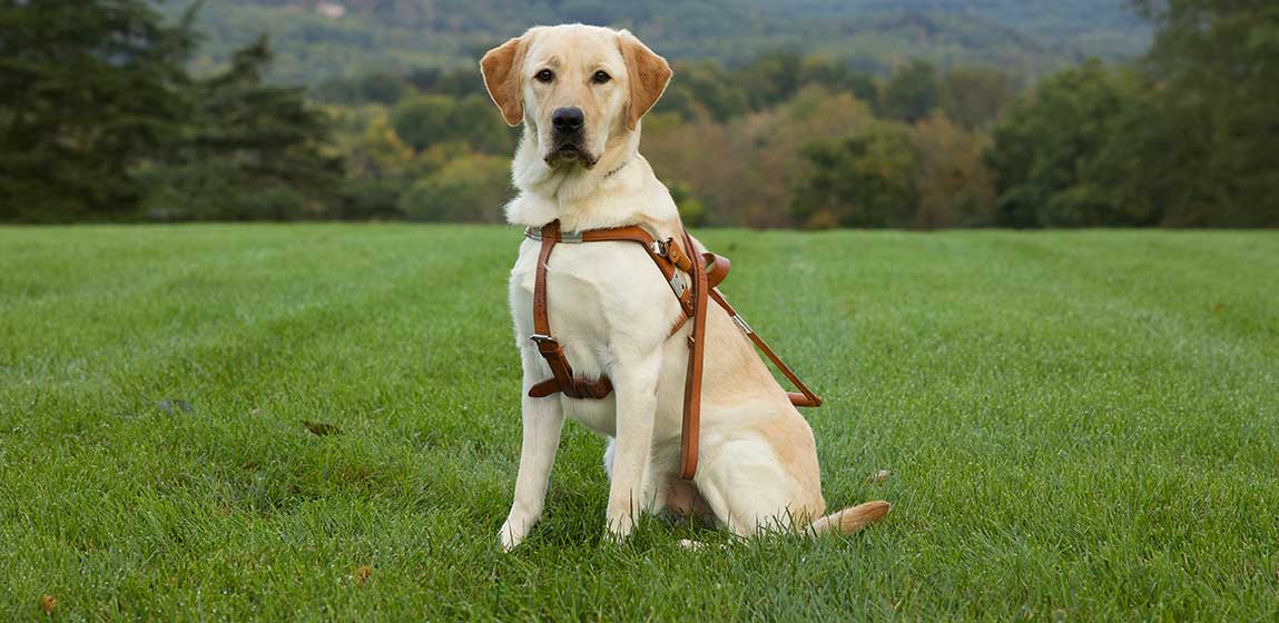 Seeing eye dog in a harness sitting in a green field