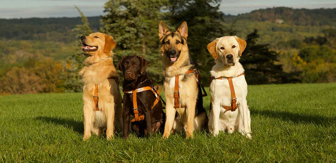 Four various breeds of seeing eye dogs sitting in a green field