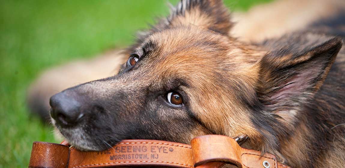 close up of a German Shepard seeing eye dog laying on a harness